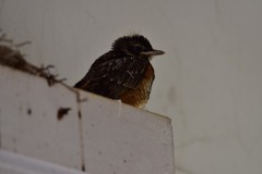 emw_20200509_133813_Bird_Nest_0049
