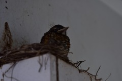 emw_20200509_134230_Bird_Nest_0056