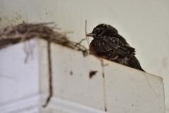 emw_20200509_134338_Bird_Nest_0066