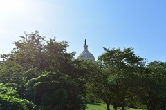 The Capitol Dome rising above the trees