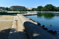 All the ducks lined up in a row at the Capitol reflecting pool