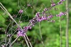 emw_20210401_105647_Walkabout_0147