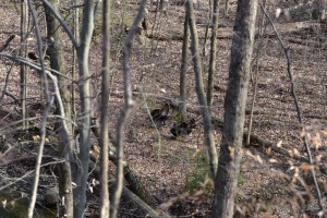 sunfox_20210403_000_Highbanks_Metro_Park
