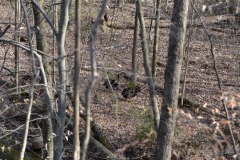 Some turkeys wandering round...