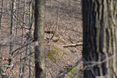 Some turkeys wandering round...