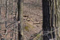 Some turkeys wandering round...