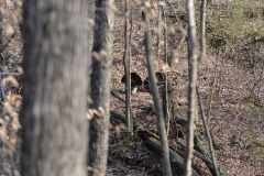 Some turkeys wandering round...