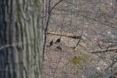 Some turkeys wandering round...