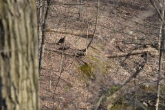 Some turkeys wandering round...