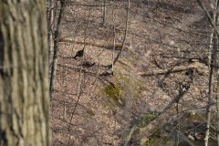 Some turkeys wandering round...