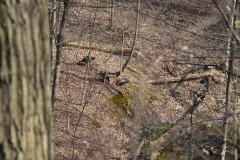 Some turkeys wandering round...