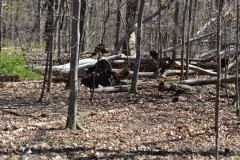 Turkeys, part deux
