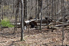 Turkeys, part deux
