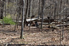 Turkeys, part deux