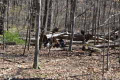 Turkeys, part deux