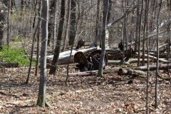 Turkeys, part deux