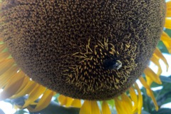 Plenty of bees for the sunflowers...