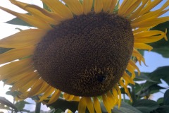 Plenty of bees for the sunflowers...