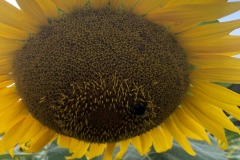 Plenty of bees for the sunflowers...