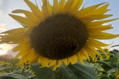 Plenty of bees for the sunflowers...