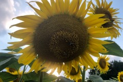 Plenty of bees for the sunflowers...