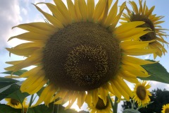 Plenty of bees for the sunflowers...