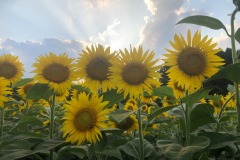 Playing with the sunbeams!