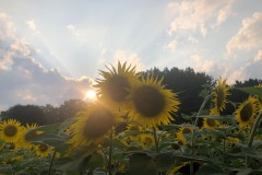 Playing with the sunbeams!