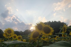 Playing with the sunbeams!