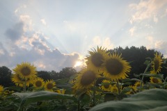 Playing with the sunbeams!
