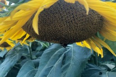 Hang on there, bee!  :)