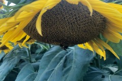 Hang on there, bee!  :)