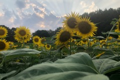 More sunbeams
