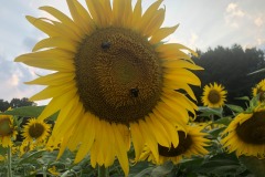 Reproduction!  (Reproduction!  Make my stamen go berzerk... :)