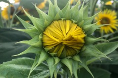 Baby sunflower yet to bloom