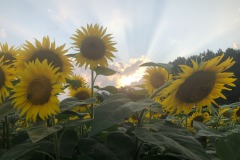 Yet more sunbeam play...