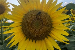 Such beautiful flowers...