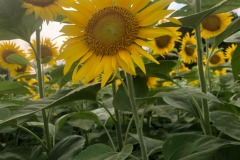Such beautiful flowers...