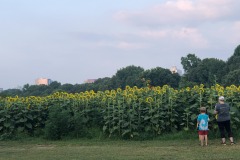 View of downtown from Dix Park... View of downtown from Dix Park...