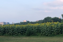 View of downtown from Dix Park...