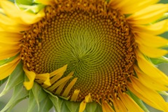 This is why we shoot a macro lens!  :)