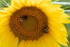 Look at the detail on one bee's wings...