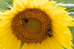 More bee action...
