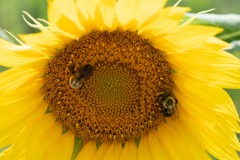 More bee action...
