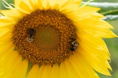 More bee action...
