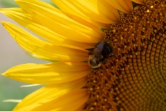 Rocking the pollinatin'... :)