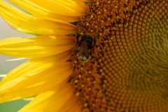 Rocking the pollinatin'... :)