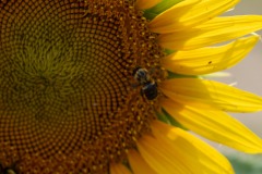 Rocking the pollinatin'... :)
