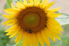 Rocking the pollinatin'... :)