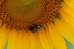 Rocking the pollinatin'... :)